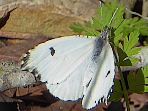 Falcate Orange-tip Butterfly - Female